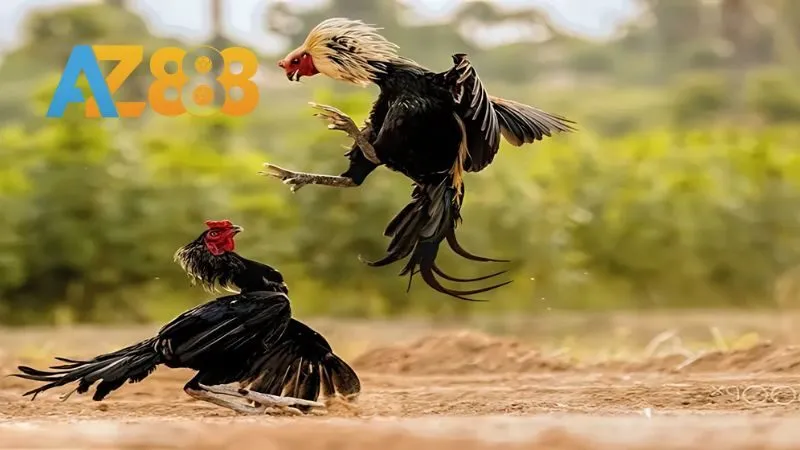 Hướng dẫn chơi đá gà tại AZ888