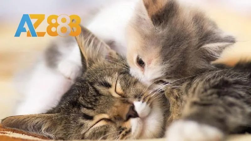 Giải mã chi tiết về nằm mơ thấy mèo mang điềm báo gì?